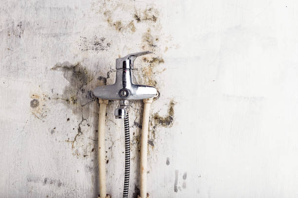 Best Local Mold Removal Service  in Bull Mountain, OR