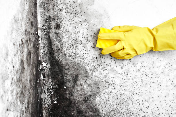 Best Commercial Mold Removal  in Bull Mountain, OR