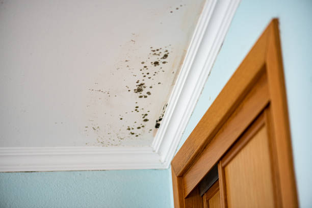 Best Professional Mold Removal  in Bull Mountain, OR