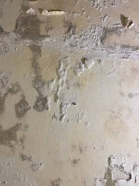 Professional Mold Removal in Bull Mountain, OR