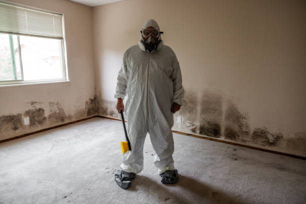 Best Residential Mold Removal  in Bull Mountain, OR