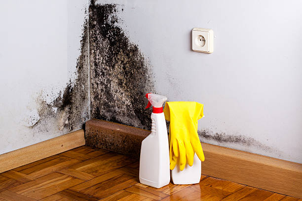 Best Mold Testing  in Bull Mountain, OR