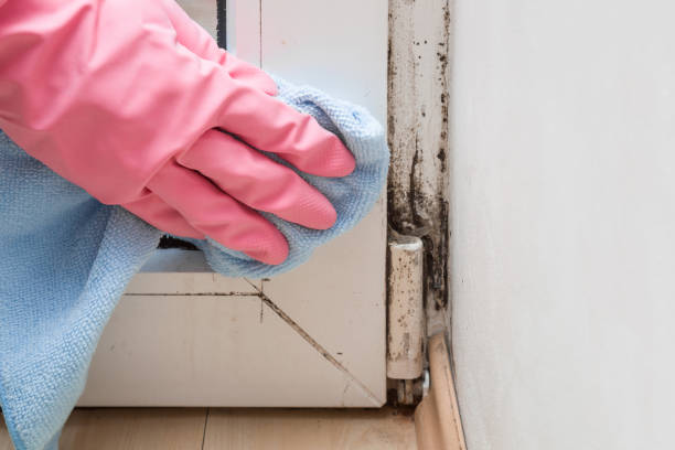 Best Office Mold Removal Services  in Bull Mountain, OR